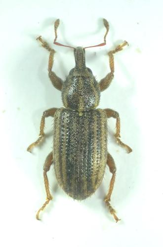 Listronotus cyrticus